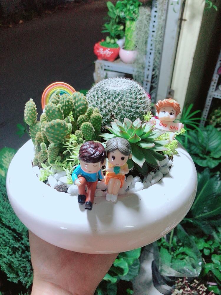 Chậu Cây Xương Rồng Tiểu Cảnh