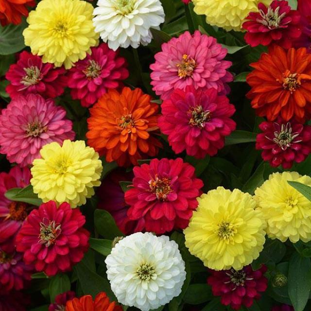 HẠT GIỐNG HOA CÚC ZINNIA CAO CÂY MIX