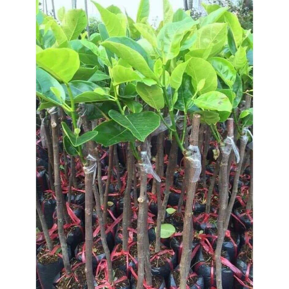 Combo 2 cây giống mít Thái siêu sớm