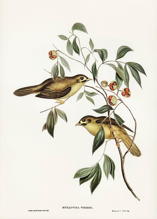 Tranh canvas vintage  - Chim ăn mật (Myzantha melanophrys) - BVT-68