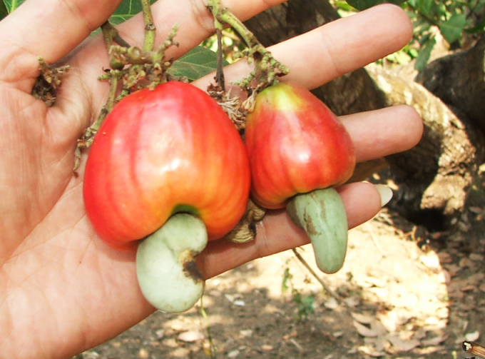 CÂY GIỐNG ĐIỀU ĐỎ