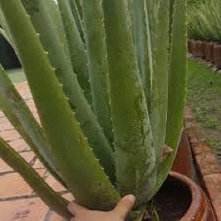 CHẬU CÂY NHA ĐAM MỸ, BẸ SIÊU TO