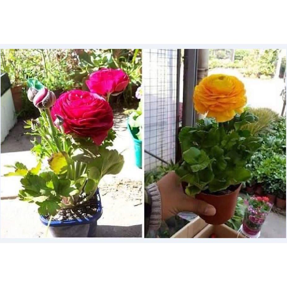 Bộ 6 củ giông hoa mao lương nhiêu màu_ đỏ vàng trắng tím cam hồng_6 viên nén ươm củ