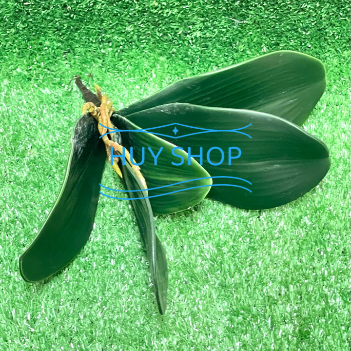 Bụi Lá LAN, hoa Điểm trang trí BACKGROUND