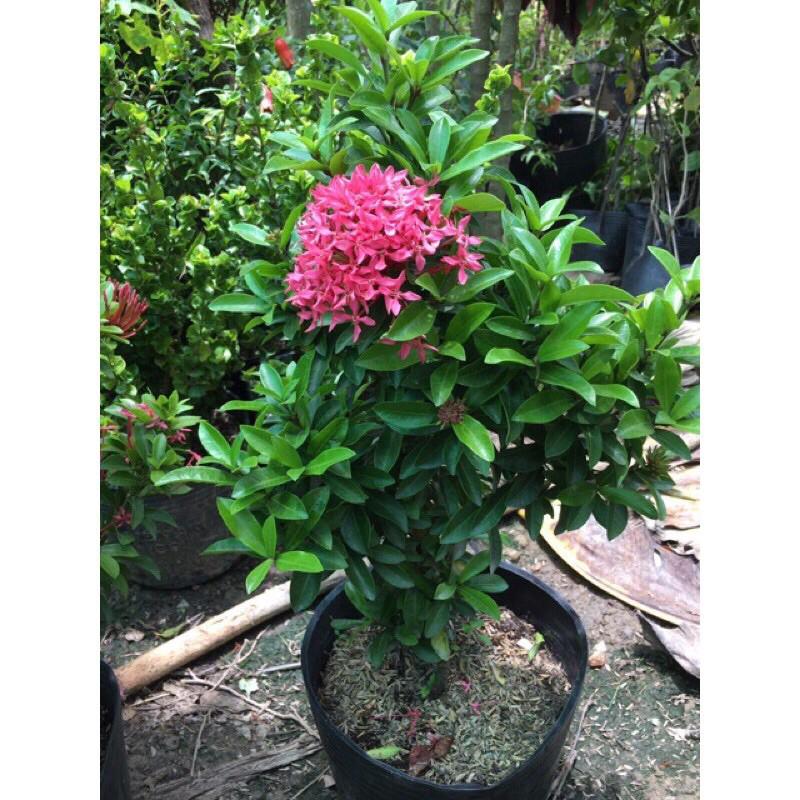 Mẫu Đơn Hồng Tím Sen - cây cảnh vườn + tặng phân bón cho cây
