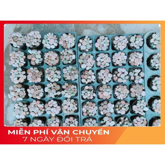 Chậu Cây Thạch Lan