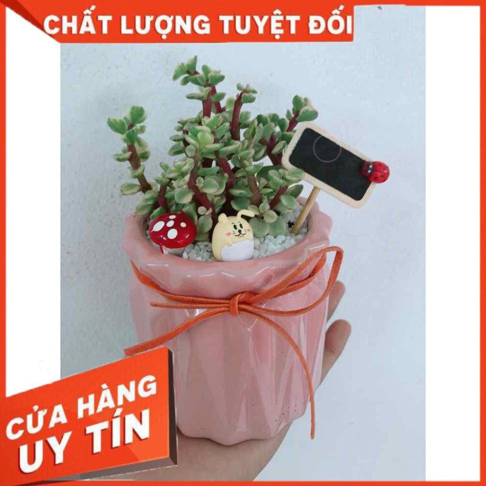 Chậu đô la trắng Nhiều Người Mua