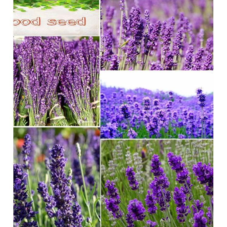 Hạt Giống Hoa Oải Hương tím ( Lavender) 100 hạt/gói