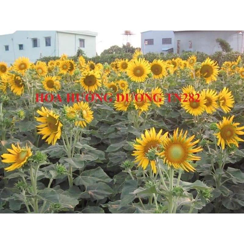 Hạt giống hoa hướng dương siêu bông TN282