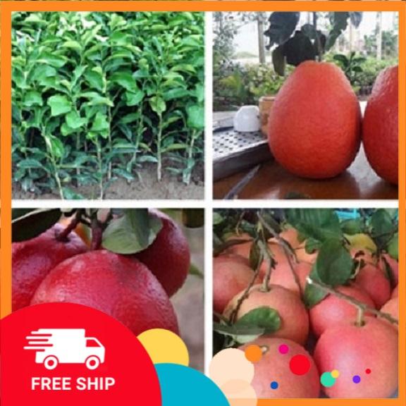 Cây BƯỞI ĐỎ - BƯỞI TIẾN VUA CHẤT LƯỢNG UY TÍN