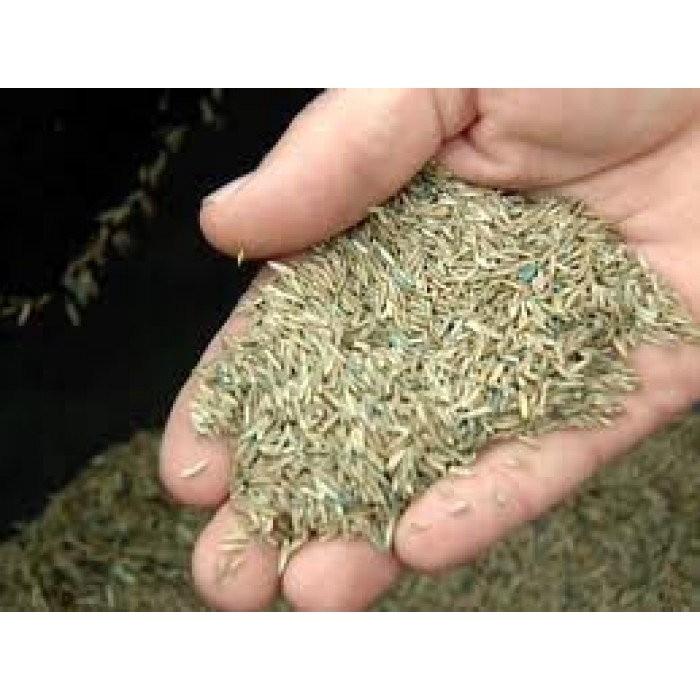 500g Hạt giống cỏ mobasa ghine cỏ sả lá lớn giàu dinh dưỡng, năng suất cao dùng cho chăn nuôi - hạt giống lo
