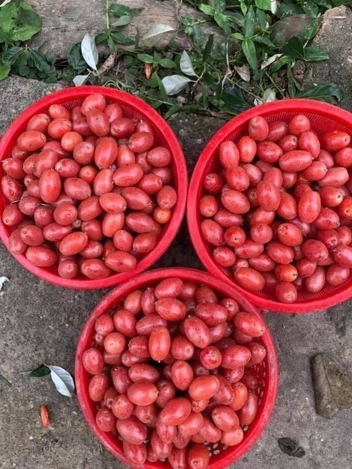 CÂY NHÓT NGỌT F1 CHUẨN GIỐNG