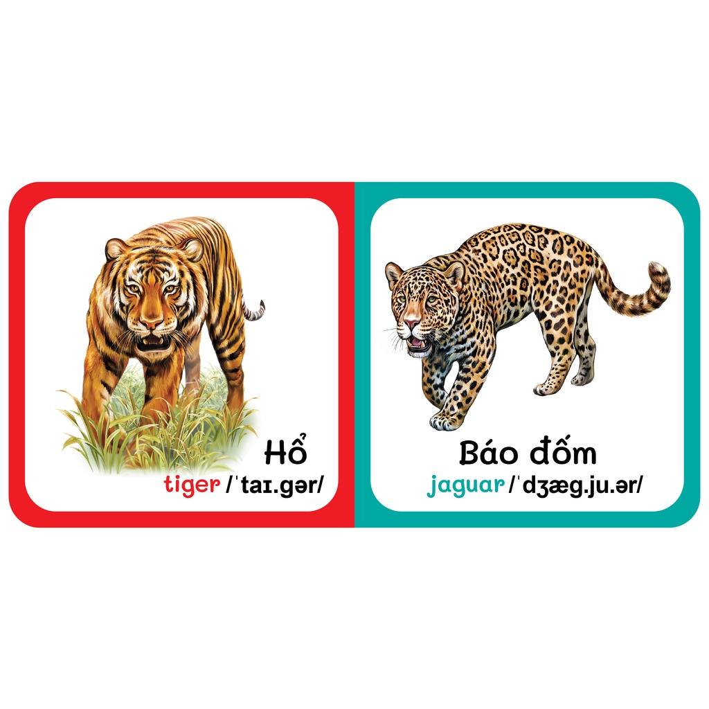 Sách - combo 9 Quyển Từ Điển Bằng Hình Đầu Tiên Của Bé Từ 0-6 tuổi - Song Ngữ Anh- Việt (Các trang đều là Bìa Cứng - màu vàng )