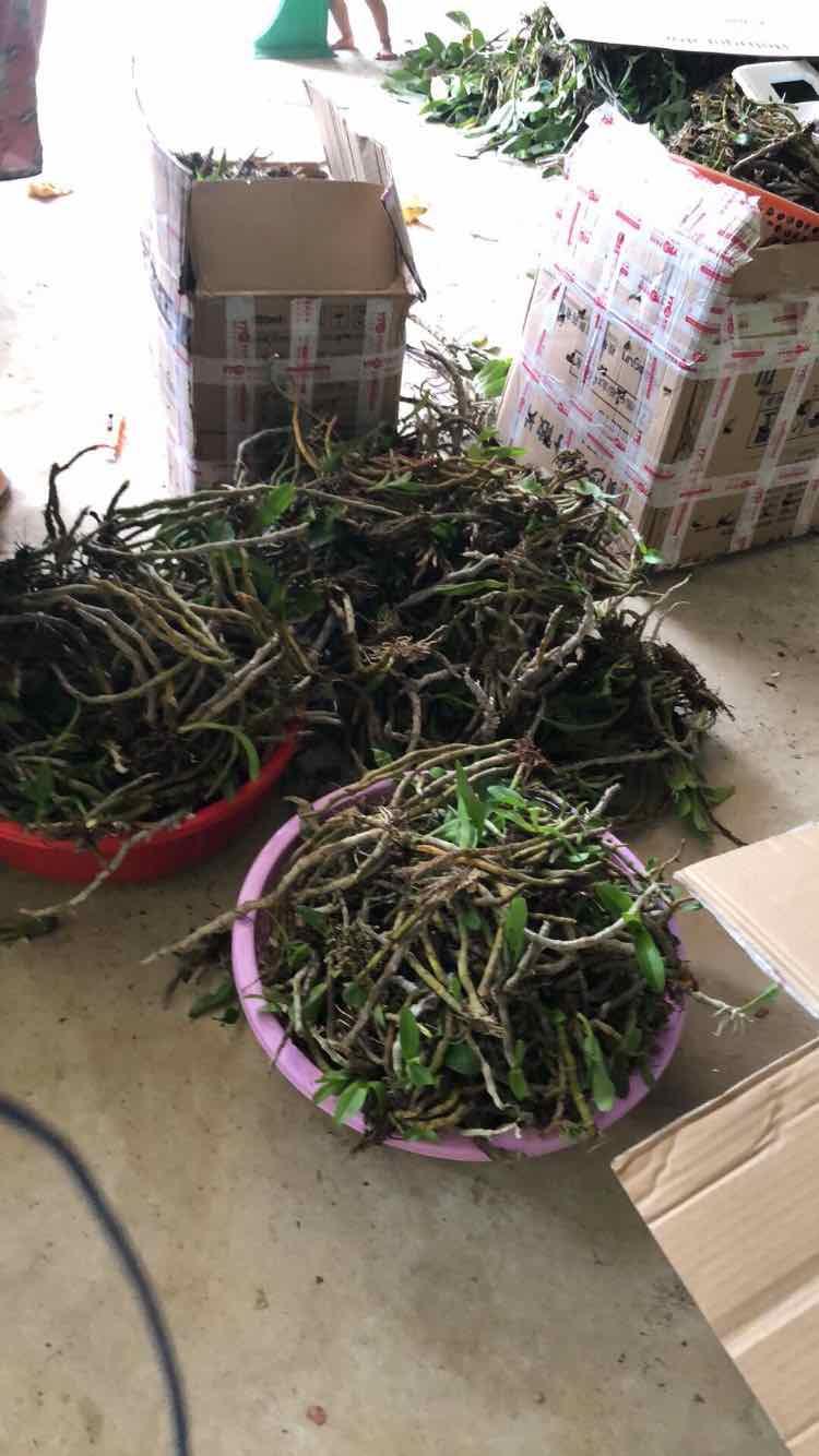 Trầm tím rừng cam kết chất lượng