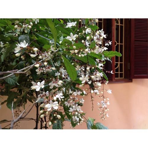 CÂY GIỐNG " Dạ Ngọc Minh Châu "