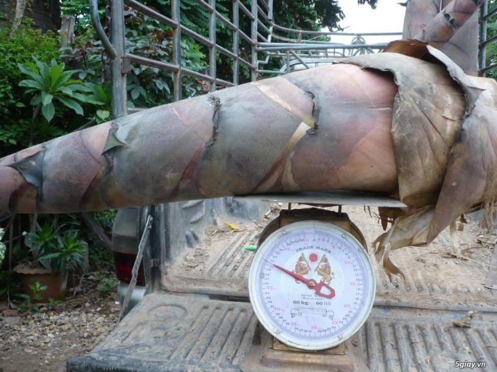 Tre khổng lồ thái lan, cây tre khổng lồ nhập khẩu Thái lan, giống tre khổng lồ cho măng to nặng 20kg trở lên