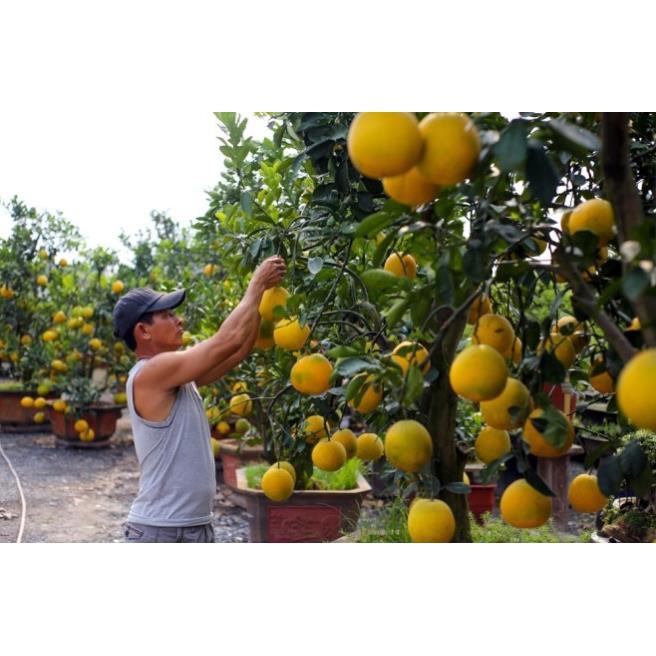 Cây giống bưởi diễn