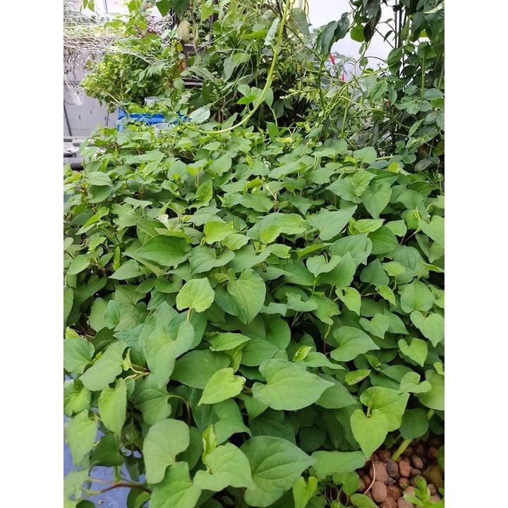 RAU DIẾP CÁ - BẦU CÂY GIỐNG NHIỀU THÂN
