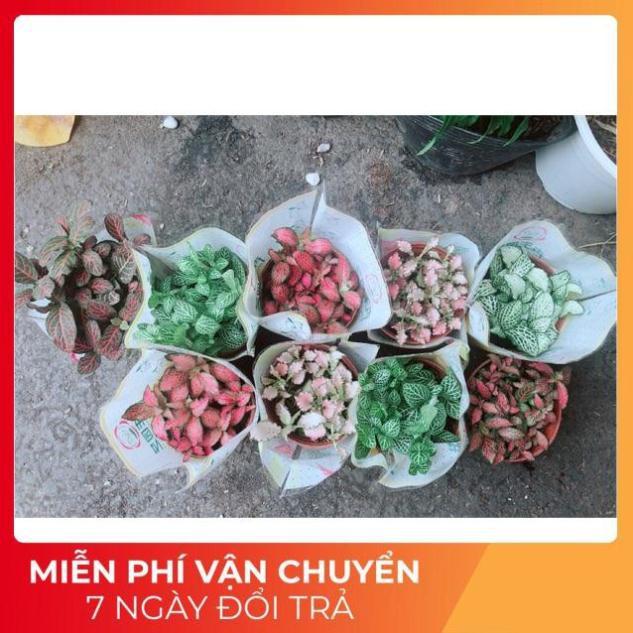 Cây Cẩm Nhung 35k