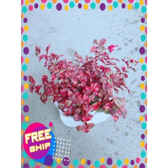 Chậu Ruby Đỏ