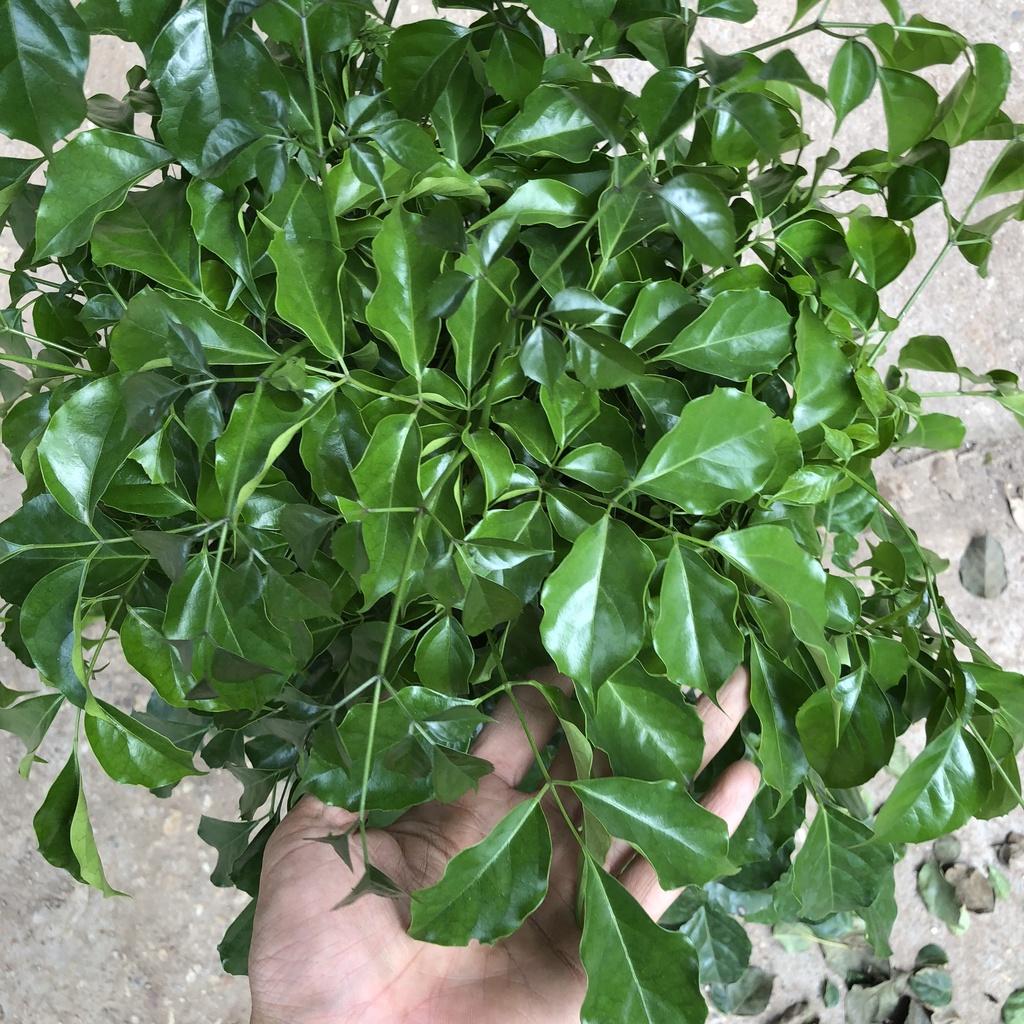 Cây hạnh phúc size to, Cao 80cm bụi to đẹp, mang nhiều ý nghĩa phong thủy tốt, thích hợp trang trí nội thất