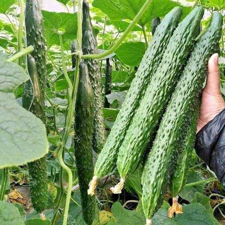 Hạt giống Dưa Leo Nhật F1 – 10gram - Dưa Siêu Quả Dài Năng Suất Tốt