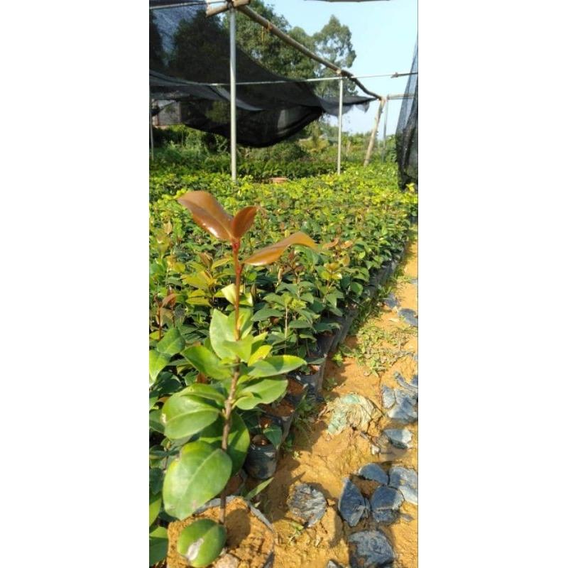 Cây giống trà mi trắng.trà Bạch