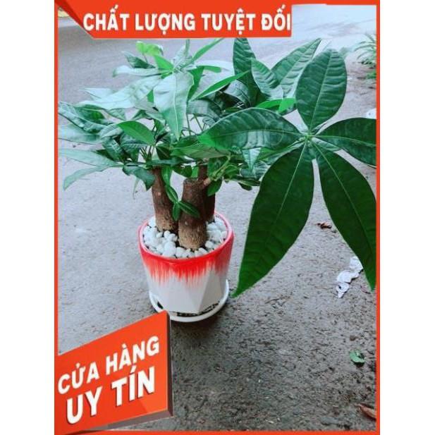 Chậu Kim Ngân 3 Thân Lớn