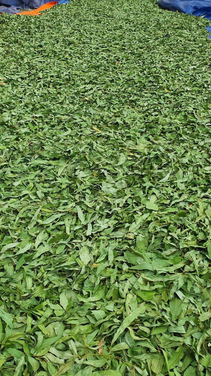 Nhang Khuynh Diệp Dương Minh 180cây nhang sạch 30cm 100% thành phần tự nhiên nhang thơm an toàn không hóa chất - nhang cây hương organic