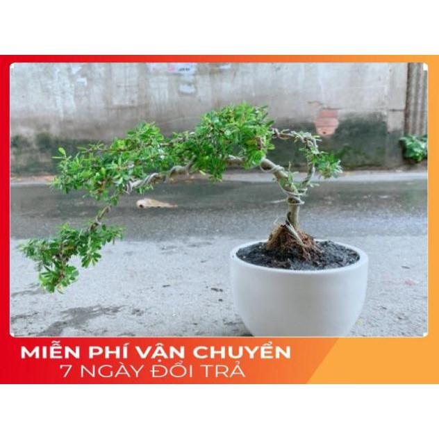 Chậu Cây Linh Sam