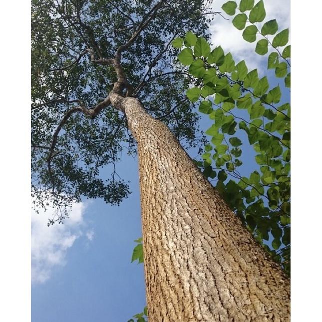 Cây Gù Hương còn gọi là là xá xị. gù hương, xá xị, cây gù hương