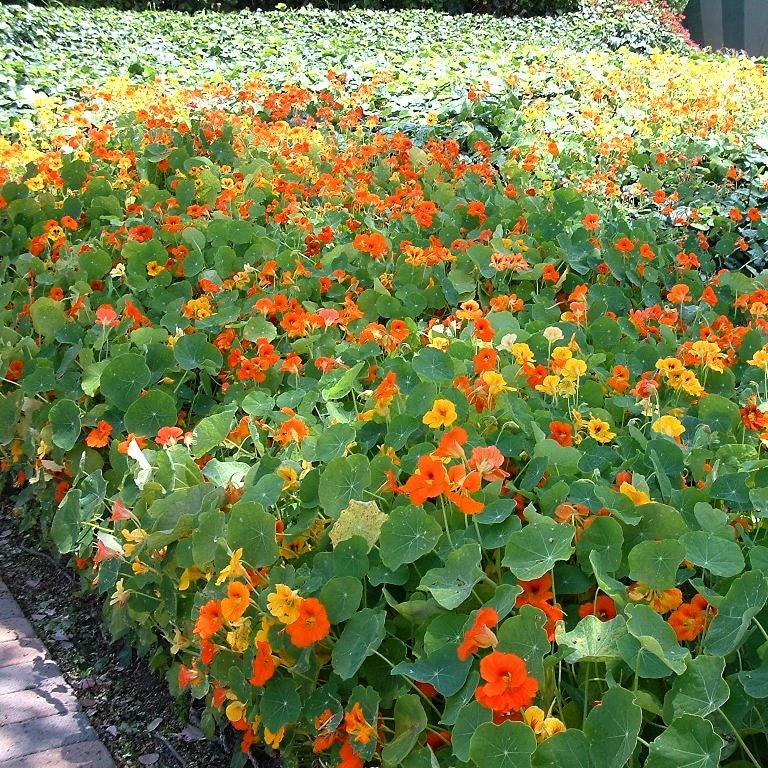 Hạt giống Sen Cạn Hà Lan gói 5h