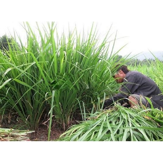 Hạt giống cỏ Ubon Paspalum - Cỏ xả chịu ngập (gói 200g) - Giống chuẩn, dễ trồng