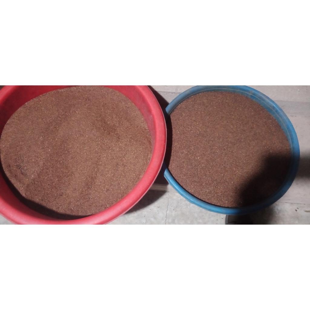 Hạt giống cây bạch đàn đỏ KNS3692 - gói 50gram
