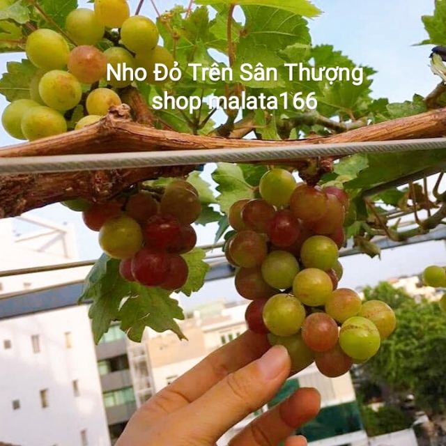 Cây nho ninh thuận