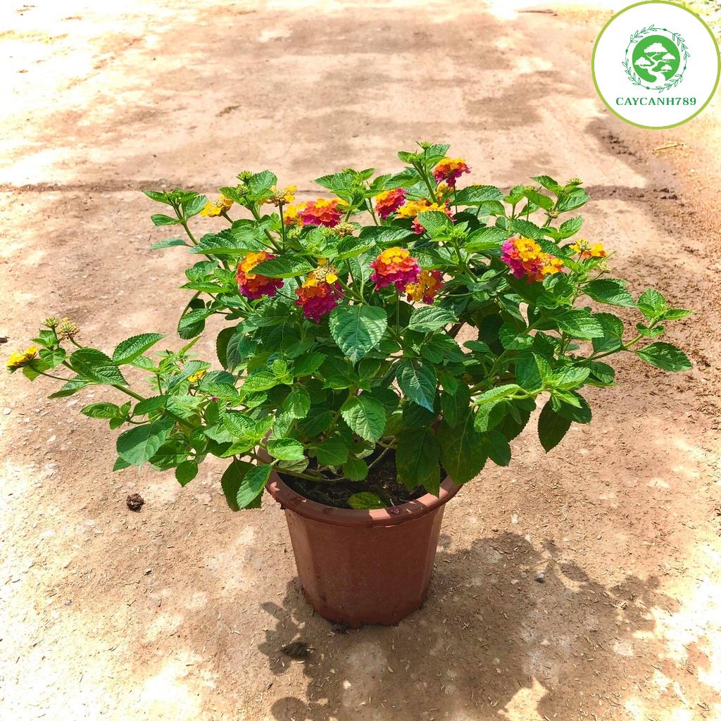 Cây ngũ sắc hồng đang hoa cao 40cm