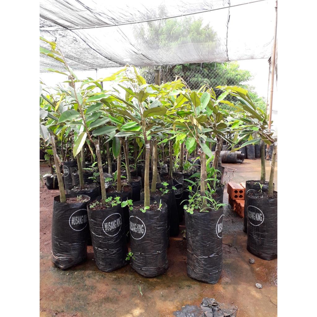 Cây giống Sầu Riêng Mussang King .