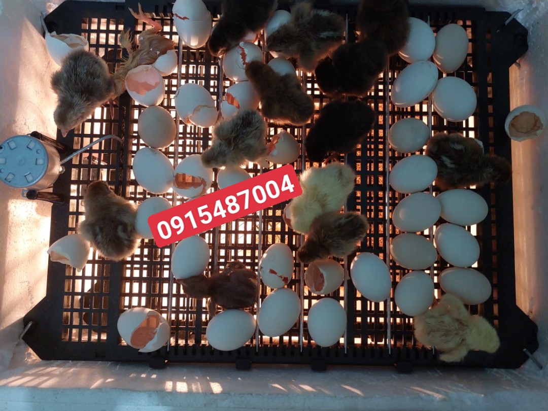 Máy ấp trứng tự động 54 trứng - Tặng kèm pin soi trứng - chưa gồm thùng xốp