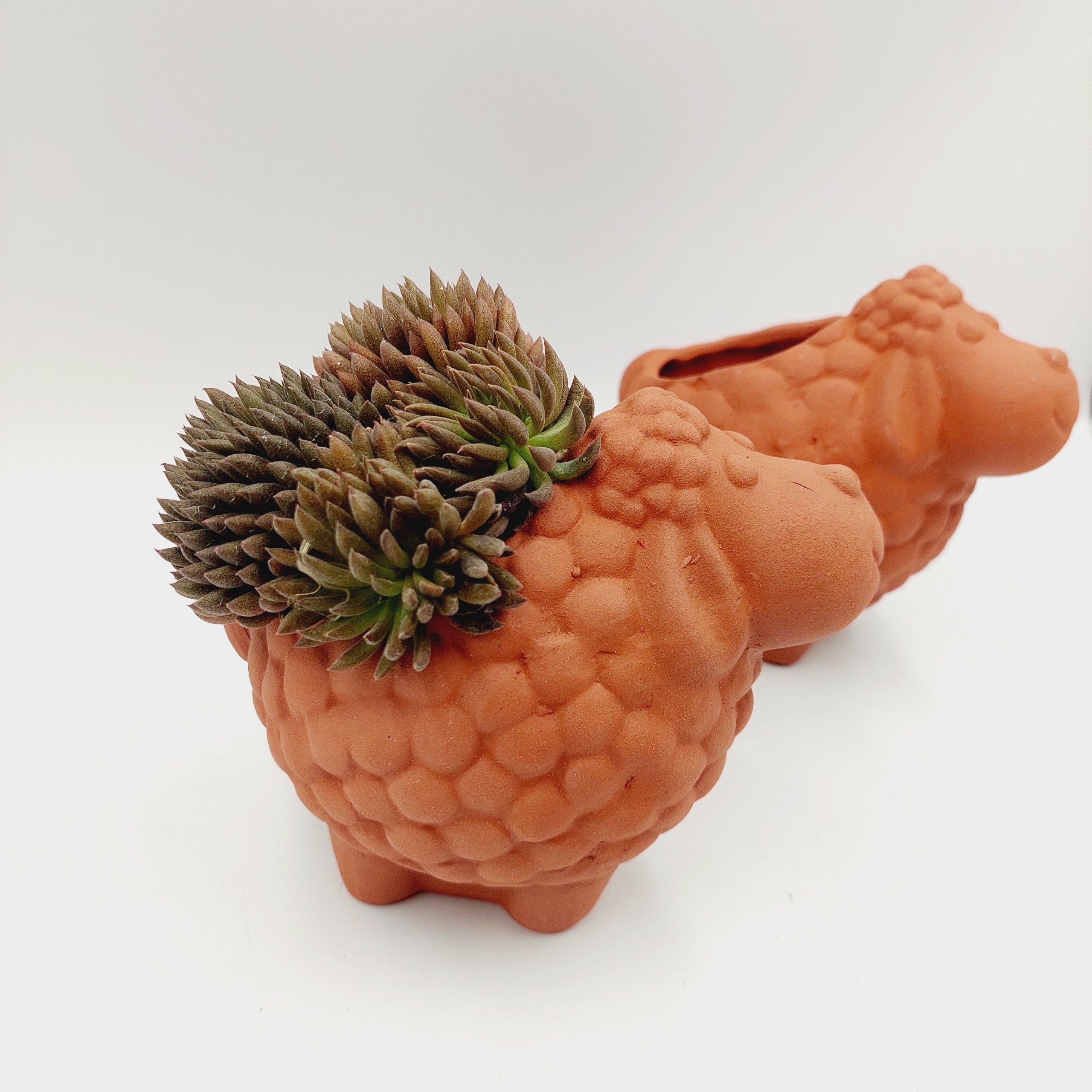 Chậu đất nung, chậu sen đá - Cừu nhi đồng, miệng chậu 7cm, chiều cao 12cm