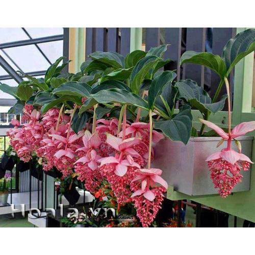 Cây Hoa Hòn Ngọc Viễn Đông- cây size nhỡ