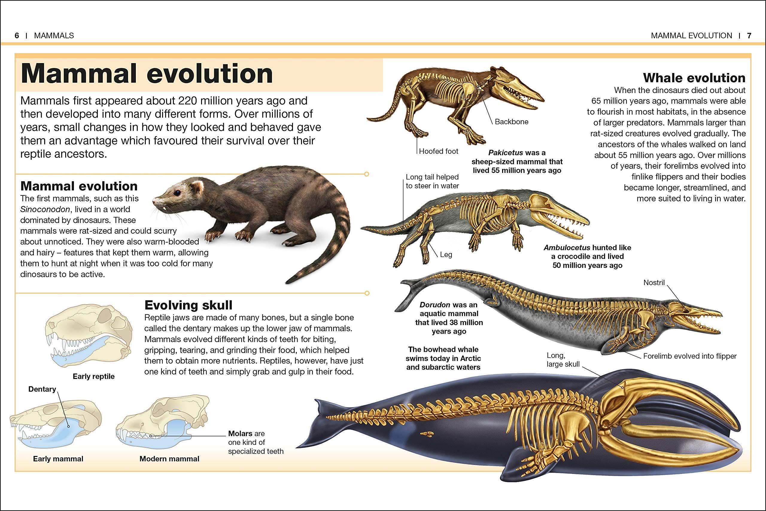 Mammals: Facts at Your Fingertips (Pocket Eyewitness)