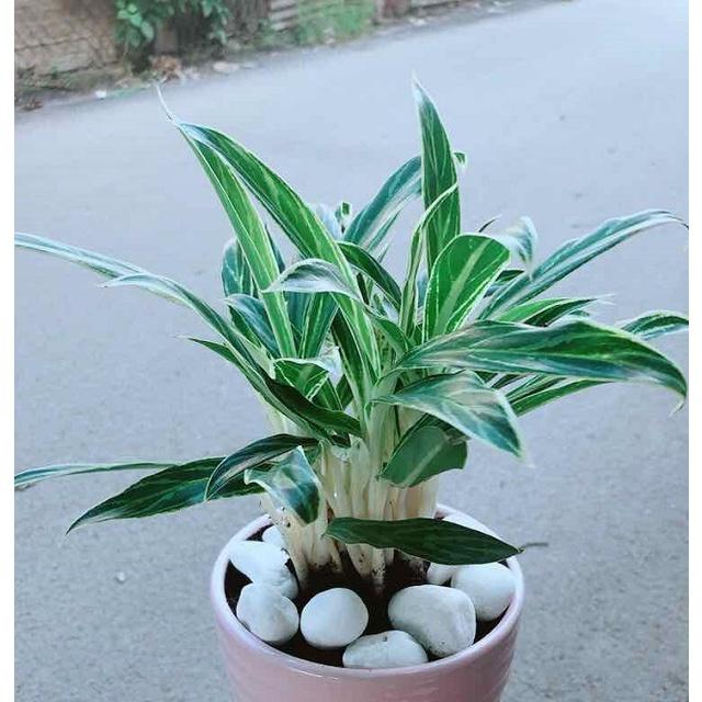 CÂY GIỐNG CÂY GIỮ TIỀN