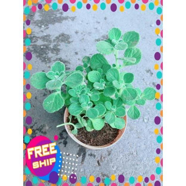 Nhất Mạt Hương kèm chậu sứ