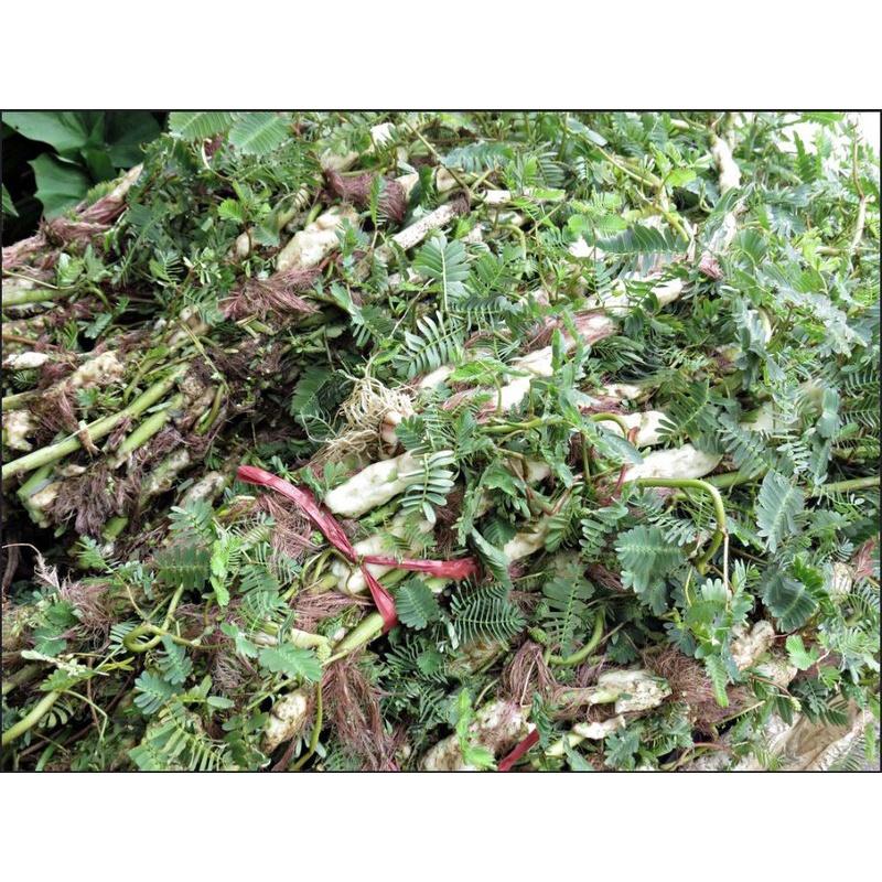 Hạt Giống Rau Nhút - Rau Rút Dút KNS3712 - Gói 50 hạt