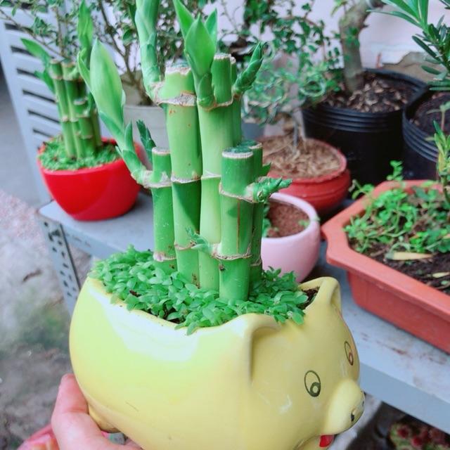 Chậu Cây Trúc Phát Tài