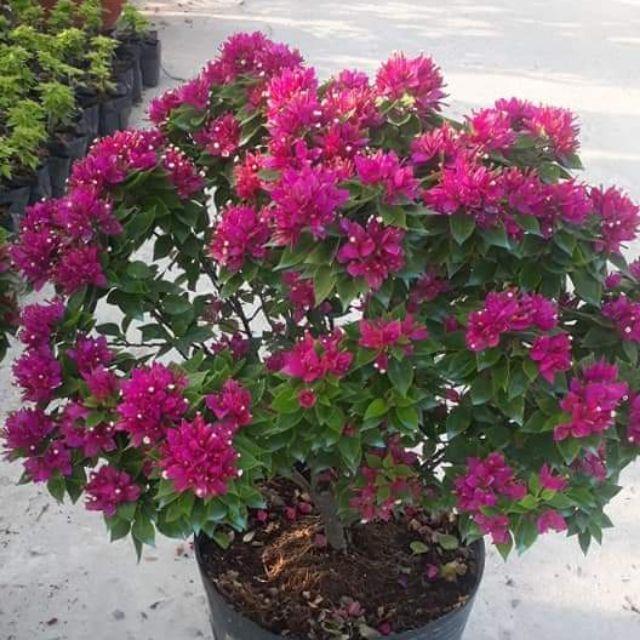 Hoa giấy Mỹ cây đang hoa- cây lớn, có đủ màu