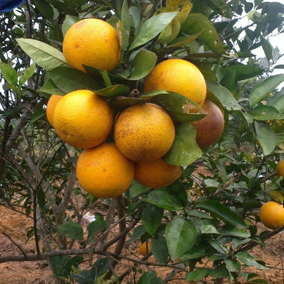 CÂY GIỐNG CAM VINH  SIÊU NGON SIÊU QUẢ- CAM KÊT GIỐNG CHUẨN F1 + Tặng 01 cây dâu da đất