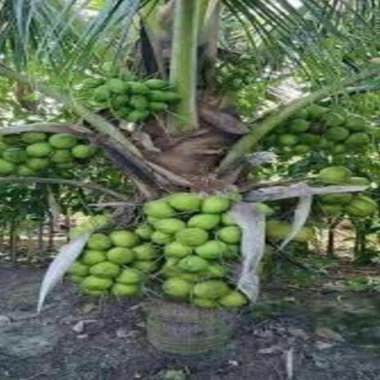 Cây giống dừa xiêm lùn xanh cây giống khỏe cho năng suất cao