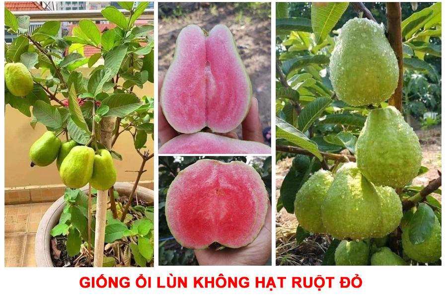 Cây giống Ổi lùn KHÔNG HẠT ruột đỏ.