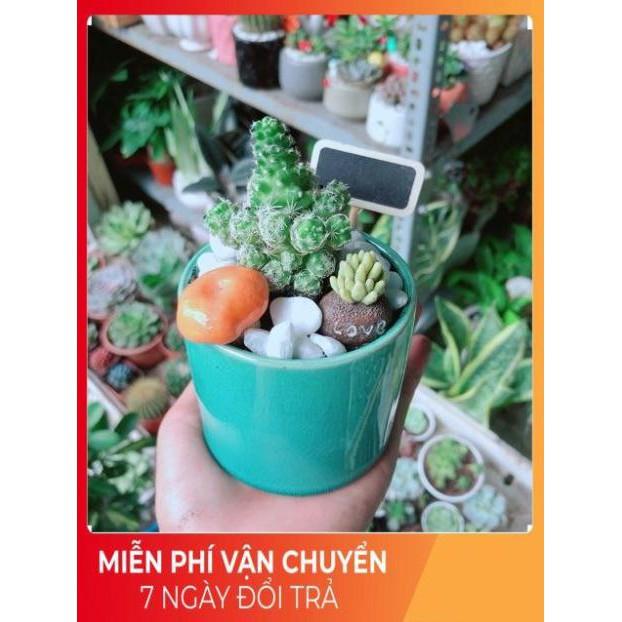 Chậu Xương Rồng Tiểu Cảnh